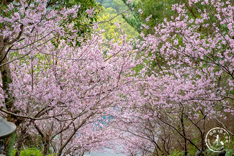 台北賞櫻景點》2020內湖碧山巖櫻花隧道│步道花況.停車.交通.賞櫻時間推薦