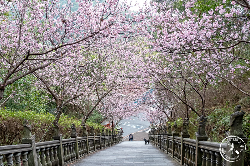 台北賞櫻景點》2020內湖碧山巖櫻花隧道│步道花況.停車.交通.賞櫻時間推薦