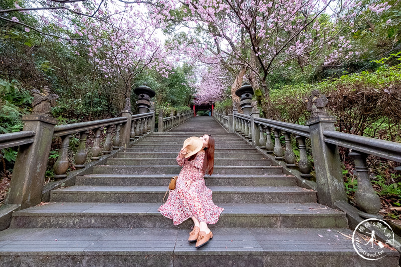 台北賞櫻景點》2020內湖碧山巖櫻花隧道│步道花況.停車.交通.賞櫻時間推薦