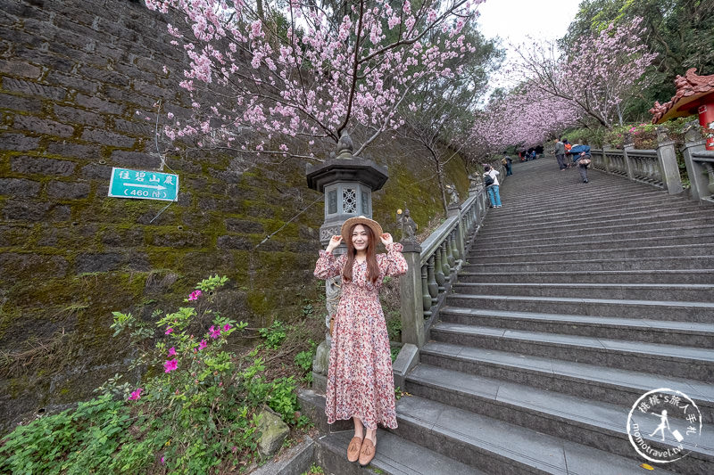 台北賞櫻景點》2020內湖碧山巖櫻花隧道│步道花況.停車.交通.賞櫻時間推薦