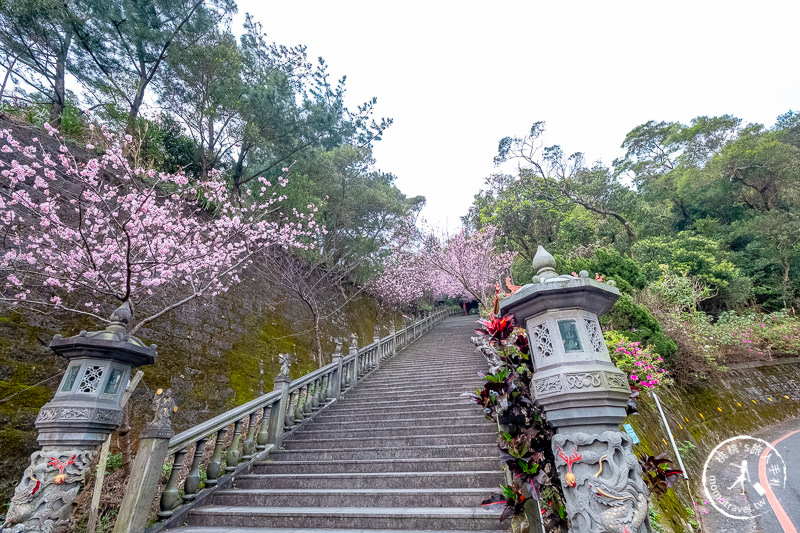 台北賞櫻景點》2020內湖碧山巖櫻花隧道│步道花況.停車.交通.賞櫻時間推薦