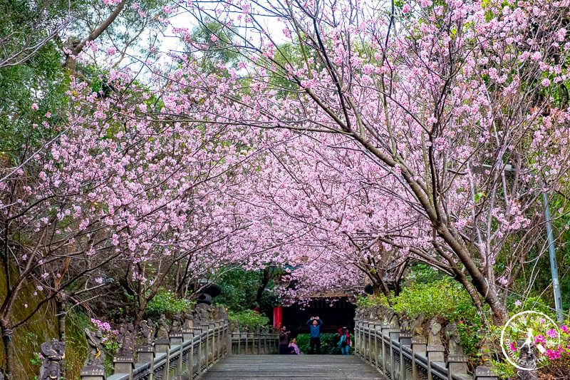 台北賞櫻景點》2020內湖碧山巖櫻花隧道│步道花況.停車.交通.賞櫻時間推薦