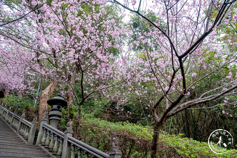 台北賞櫻景點》2020內湖碧山巖櫻花隧道│步道花況.停車.交通.賞櫻時間推薦