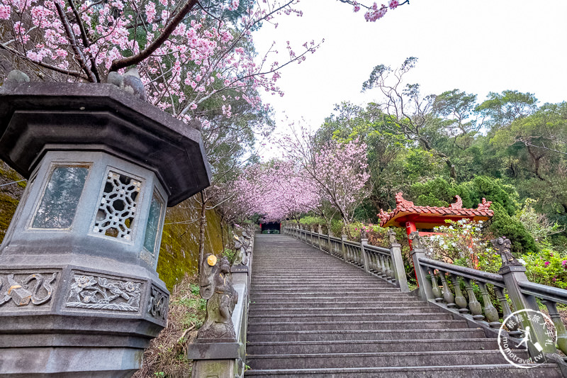 台北賞櫻景點》2020內湖碧山巖櫻花隧道│步道花況.停車.交通.賞櫻時間推薦