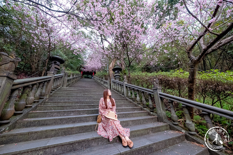 台北賞櫻景點》2020內湖碧山巖櫻花隧道│步道花況.停車.交通.賞櫻時間推薦