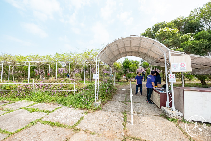 台北紫藤花景點》淡水紫藤咖啡園二店水源園區│2020花況.交通.門票.營業時間