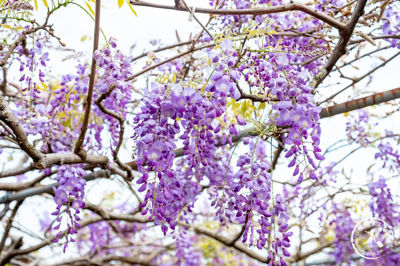 台北紫藤花景點》淡水紫藤咖啡園二店水源園區│2020花況.交通.門票.營業時間