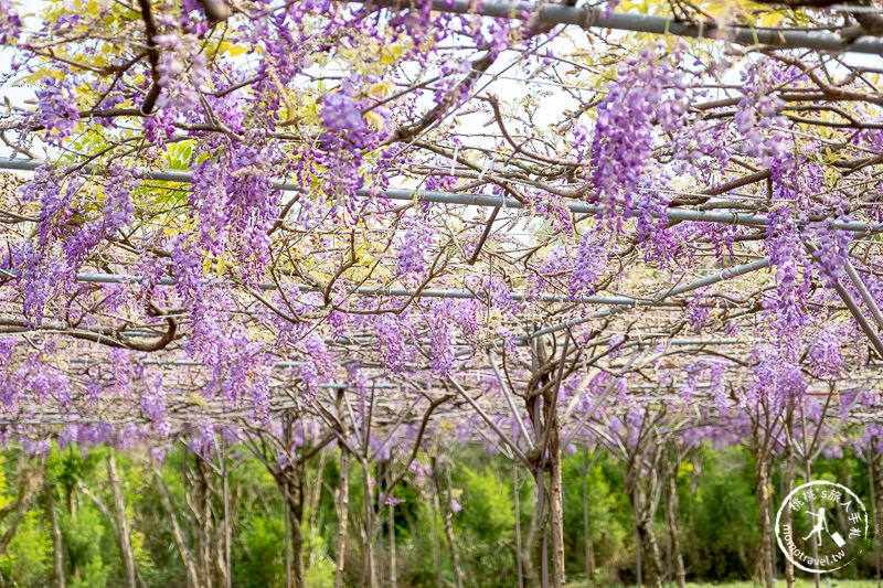 台北紫藤花景點》淡水紫藤咖啡園二店水源園區│2020花況.交通.門票.營業時間