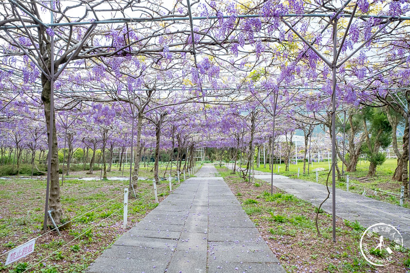 台北紫藤花景點》淡水紫藤咖啡園二店水源園區│2020花況.交通.門票.營業時間