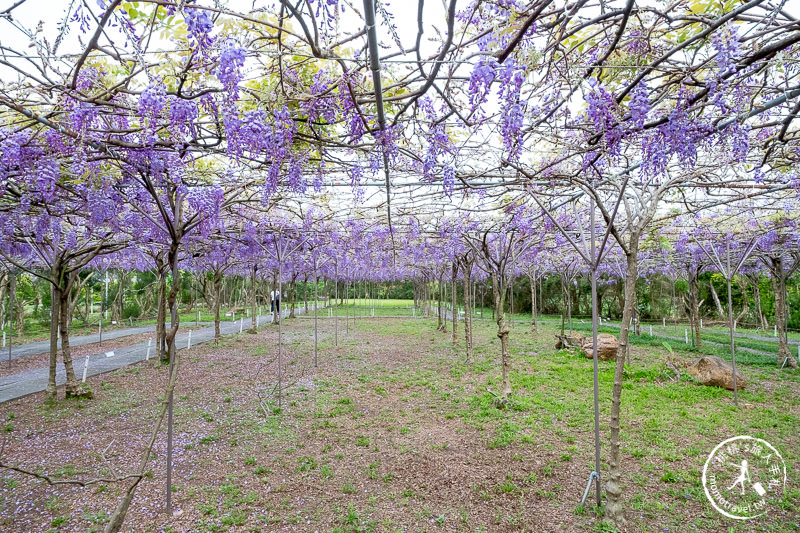 台北紫藤花景點》淡水紫藤咖啡園二店水源園區│2020花況.交通.門票.營業時間