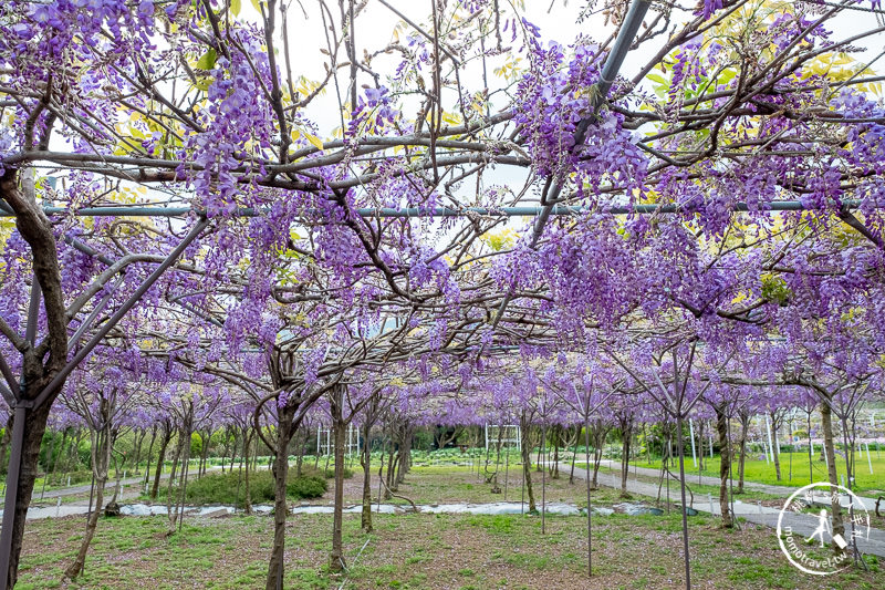 台北紫藤花景點》淡水紫藤咖啡園二店水源園區│2020花況.交通.門票.營業時間