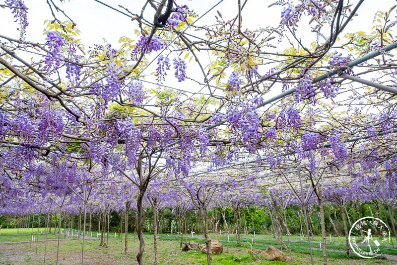 台北紫藤花景點》淡水紫藤咖啡園二店水源園區│2020花況.交通.門票.營業時間