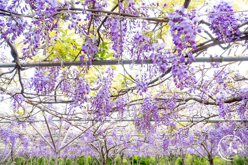 台北紫藤花景點》淡水紫藤咖啡園二店水源園區│2020花況.交通.門票.營業時間