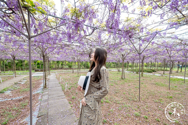 台北紫藤花景點》淡水紫藤咖啡園二店水源園區│2020花況.交通.門票.營業時間