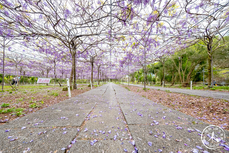 台北紫藤花景點》淡水紫藤咖啡園二店水源園區│2020花況.交通.門票.營業時間