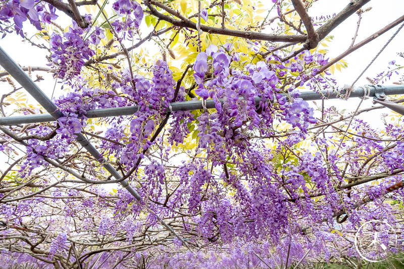 台北紫藤花景點》淡水紫藤咖啡園二店水源園區│2020花況.交通.門票.營業時間