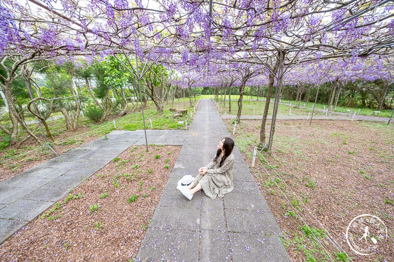 台北紫藤花景點》淡水紫藤咖啡園二店水源園區│2020花況.交通.門票.營業時間