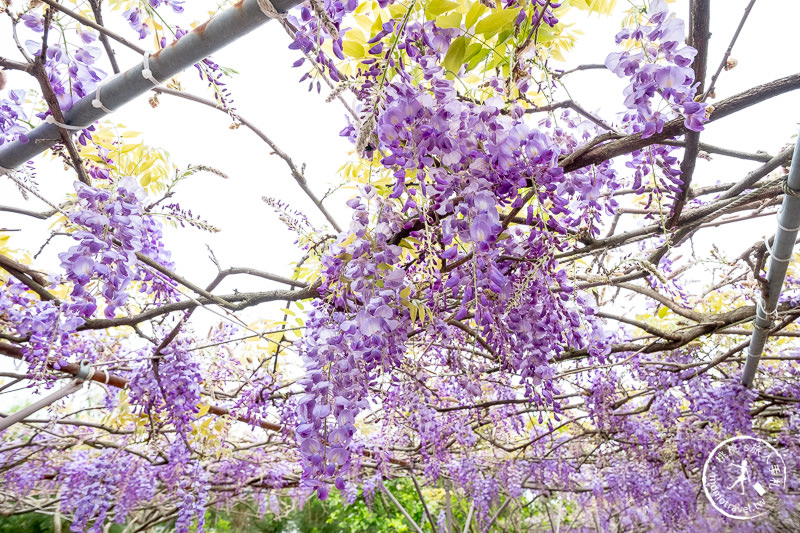 台北紫藤花景點》淡水紫藤咖啡園二店水源園區│2020花況.交通.門票.營業時間