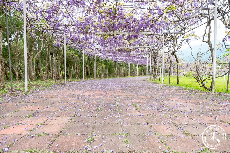 台北紫藤花景點》淡水紫藤咖啡園二店水源園區│2020花況.交通.門票.營業時間