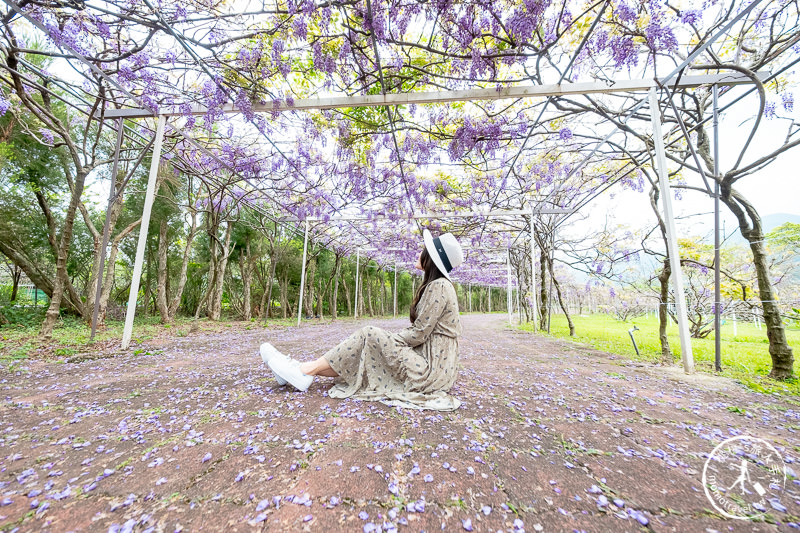 台北紫藤花景點》淡水紫藤咖啡園二店水源園區│2020花況.交通.門票.營業時間