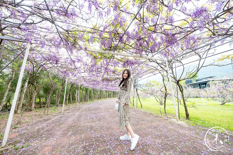 台北紫藤花景點》淡水紫藤咖啡園二店水源園區│2020花況.交通.門票.營業時間