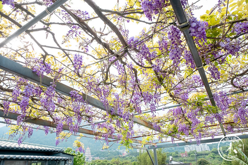 台北紫藤花景點》淡水紫藤咖啡園二店水源園區│2020花況.交通.門票.營業時間