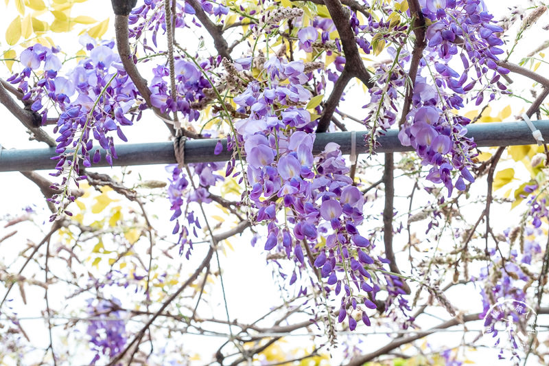 台北紫藤花景點》淡水紫藤咖啡園二店水源園區│2020花況.交通.門票.營業時間