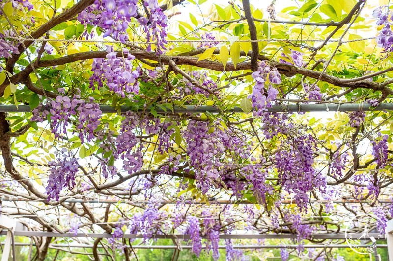 台北紫藤花景點》淡水紫藤咖啡園二店水源園區│2020花況.交通.門票.營業時間