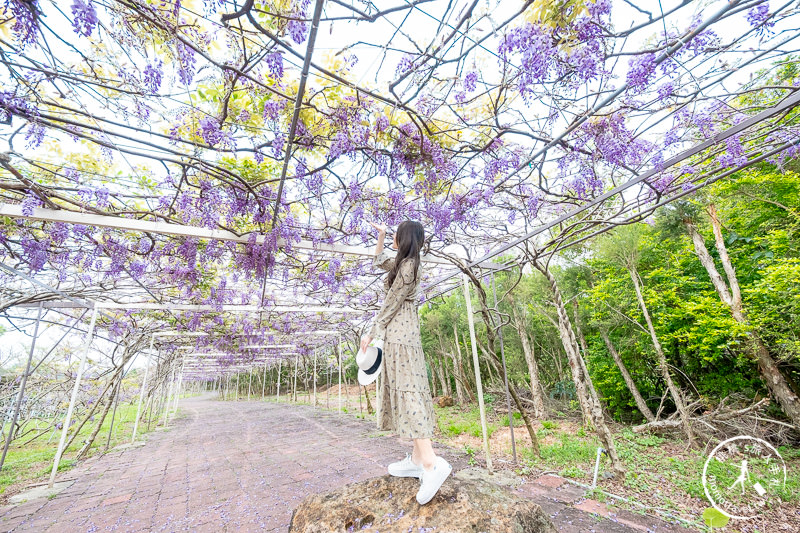 台北紫藤花景點》淡水紫藤咖啡園二店水源園區│2020花況.交通.門票.營業時間