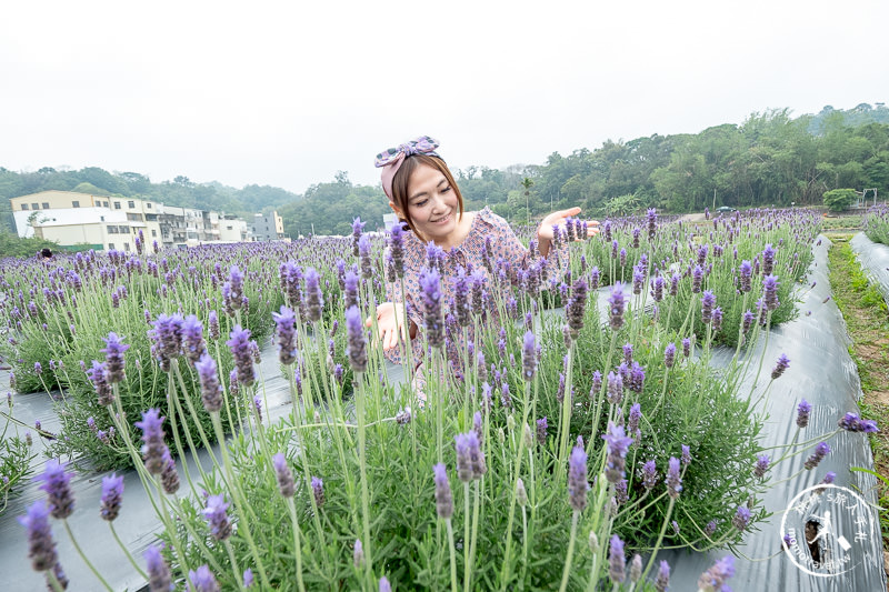 苗栗頭屋景點》葛瑞絲香草田│薰衣草花海現正綻放中免費參觀