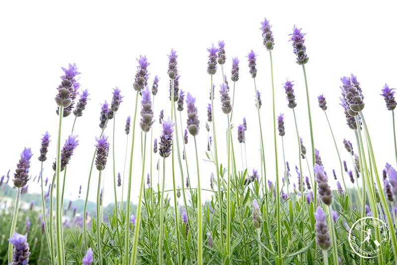 苗栗頭屋景點》葛瑞絲香草田│薰衣草花海現正綻放中免費參觀