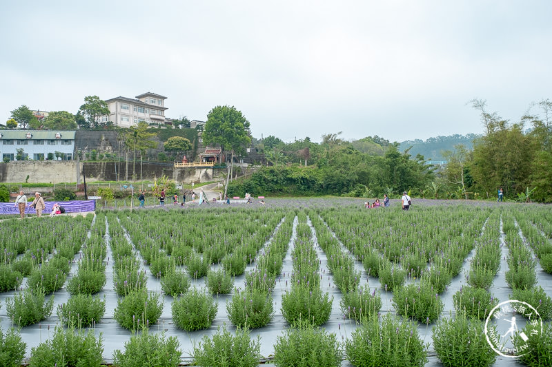 苗栗頭屋景點》葛瑞絲香草田│薰衣草花海現正綻放中免費參觀