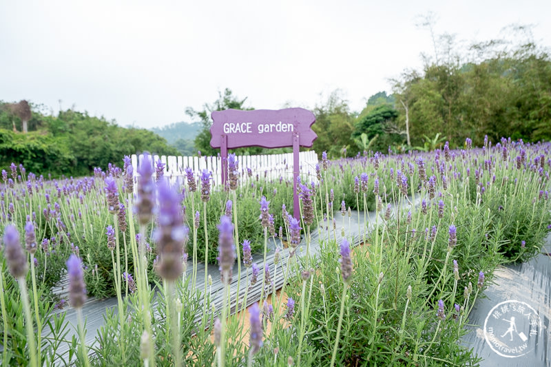 苗栗頭屋景點》葛瑞絲香草田│薰衣草花海現正綻放中免費參觀