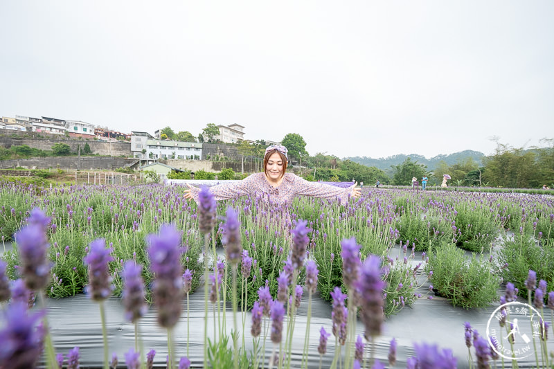 苗栗頭屋景點》葛瑞絲香草田│薰衣草花海現正綻放中免費參觀