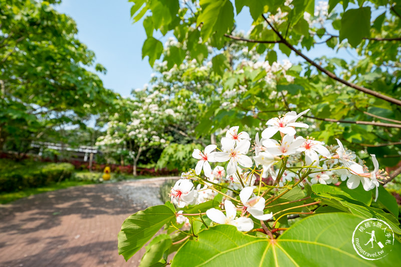 苗栗銅鑼景點》台灣影城媽祖村│賞桐花景點推薦 (貓貍影城.桐花樂園.客家大院)