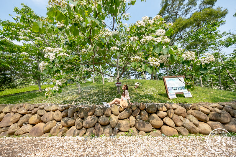 苗栗銅鑼景點》台灣影城媽祖村│賞桐花景點推薦 (貓貍影城.桐花樂園.客家大院)