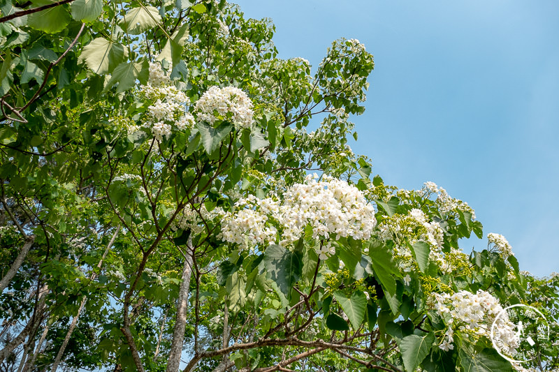 苗栗銅鑼景點》台灣影城媽祖村│賞桐花景點推薦 (貓貍影城.桐花樂園.客家大院)