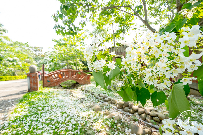 苗栗銅鑼景點》台灣影城媽祖村│賞桐花景點推薦 (貓貍影城.桐花樂園.客家大院)