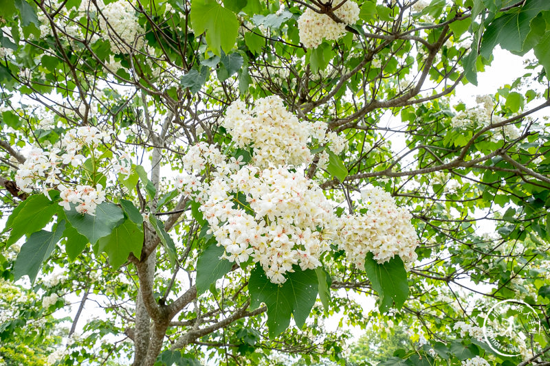 苗栗銅鑼景點》台灣影城媽祖村│賞桐花景點推薦 (貓貍影城.桐花樂園.客家大院)