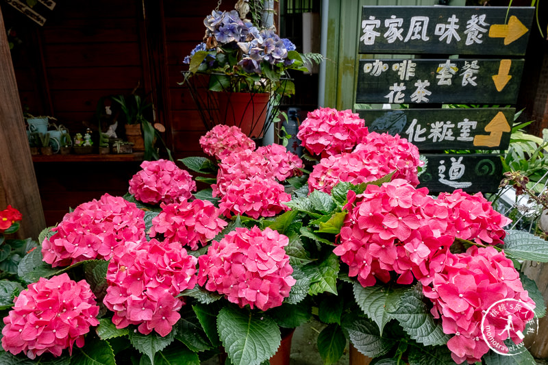 苗栗南庄景點》南庄碧絡角花園咖啡│相約繡球花開時走進森林