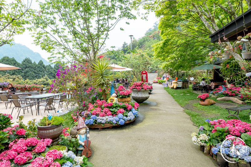 苗栗南庄景點》南庄碧絡角花園咖啡│相約繡球花開時走進森林