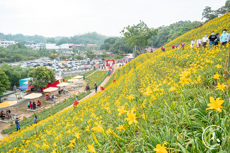 彰化花壇景點》虎山巖金針花│黃澄澄花海開滿山頭