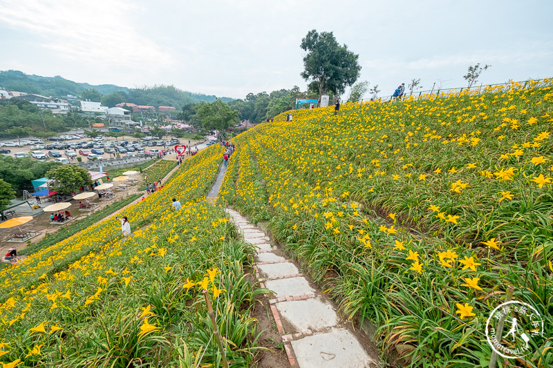 彰化花壇景點》虎山巖金針花│黃澄澄花海開滿山頭