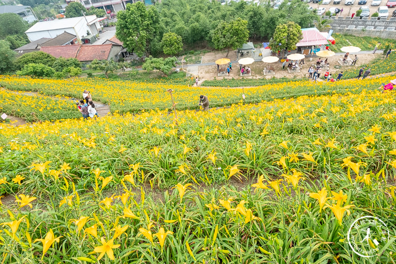 彰化花壇景點》虎山巖金針花│黃澄澄花海開滿山頭