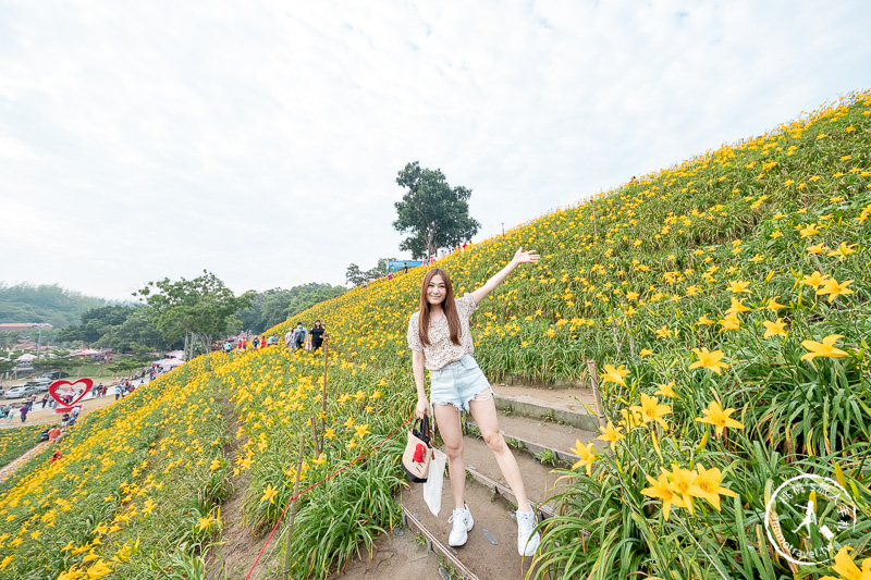 彰化花壇景點》虎山巖金針花│黃澄澄花海開滿山頭