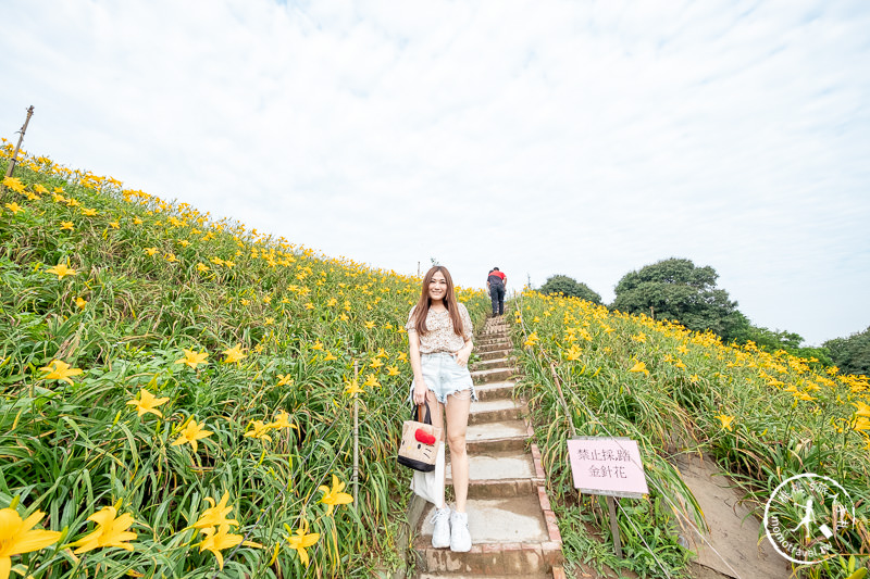 彰化花壇景點》虎山巖金針花│黃澄澄花海開滿山頭