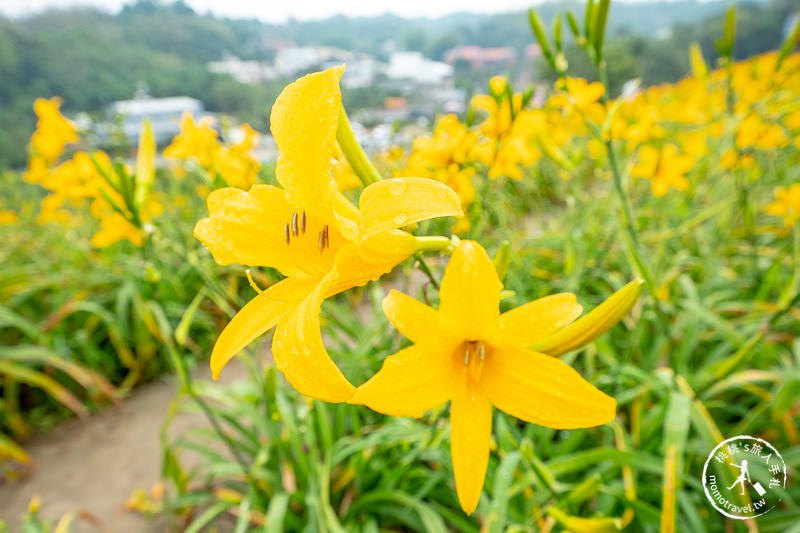 彰化花壇景點》虎山巖金針花│黃澄澄花海開滿山頭