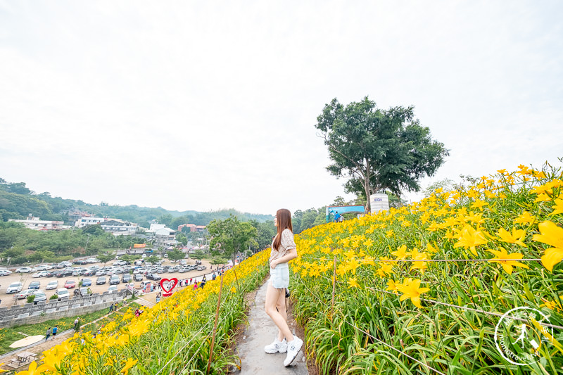 彰化花壇景點》虎山巖金針花│黃澄澄花海開滿山頭