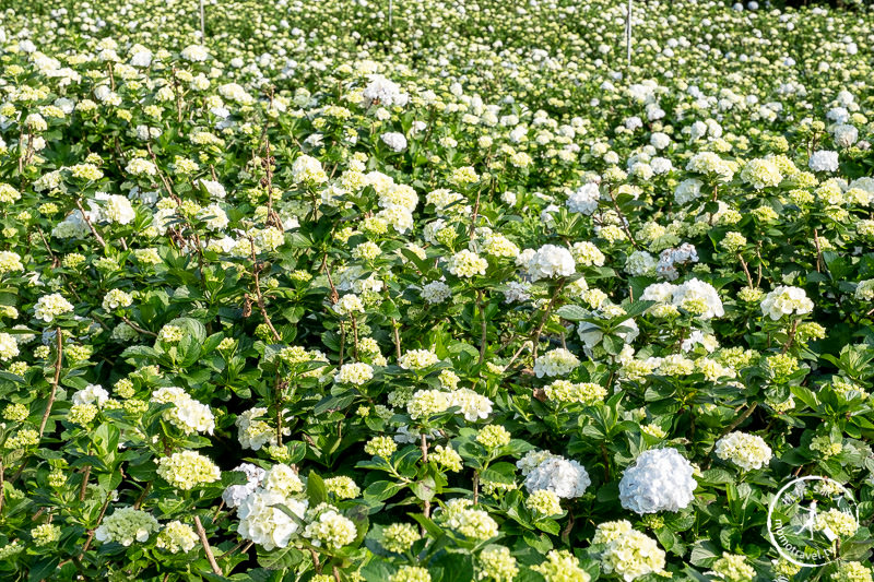 台北繡球花》高家繡球花田 萬里第三園區│2020最新花況分享