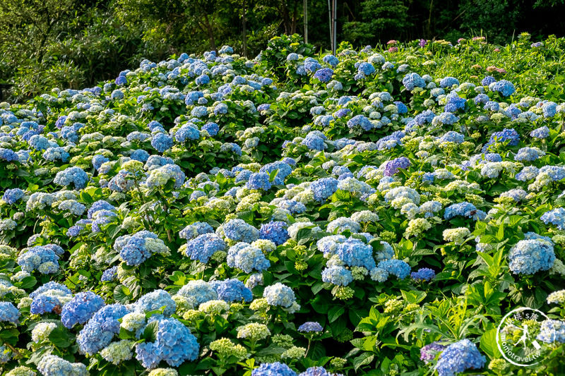 台北繡球花》高家繡球花田 萬里第三園區│2020最新花況分享